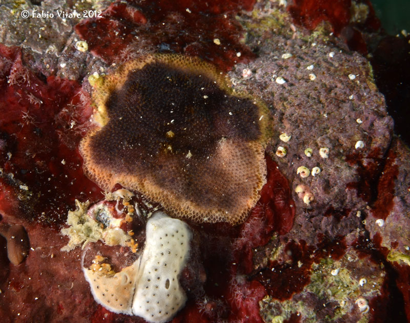 Schizobrachiella sanguinea